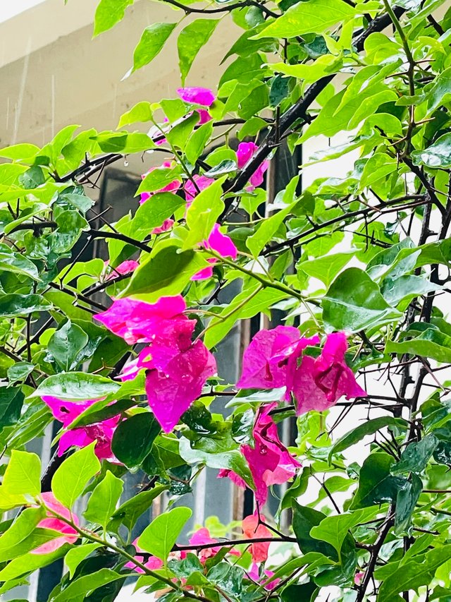 IMG_0059.JPG