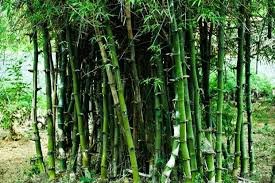 bamboo.jpg