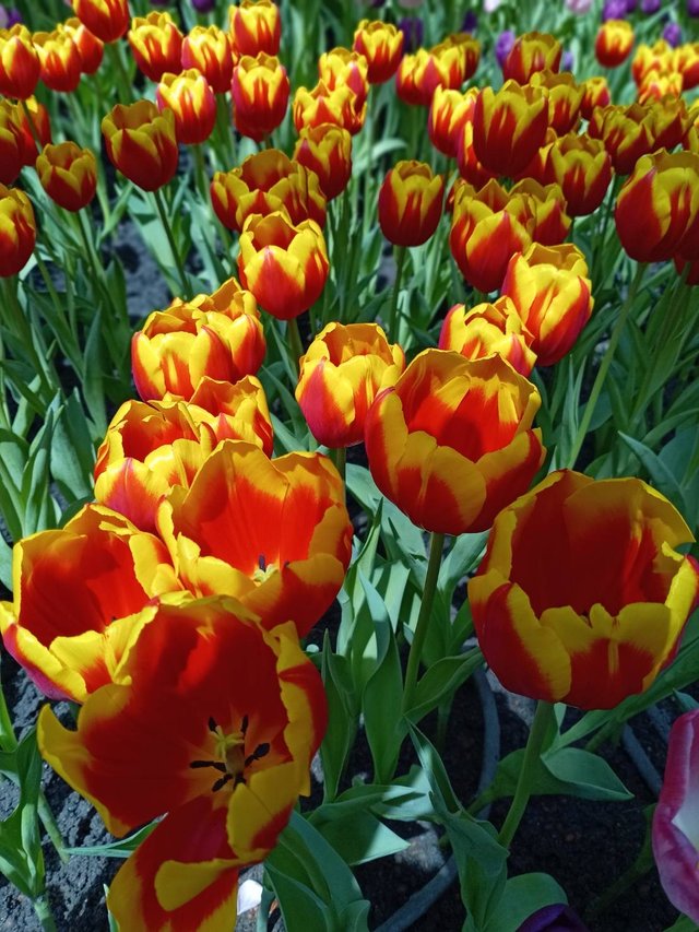 Tulips11.jpg