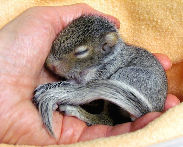 743px-Baby_squirrel_(orphaned_male)_sleeping_in_human_hand.jpg