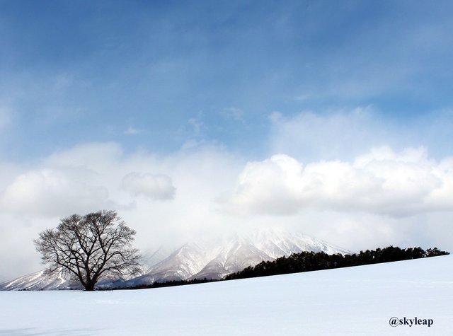 小岩井一本桜2015-03-06.jpg