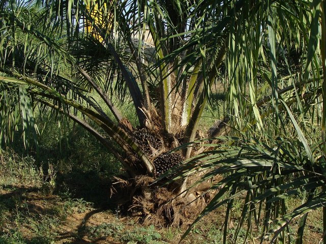 oil-palm-287902_1280.jpg