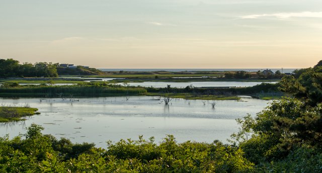 Cape Marsh.jpg