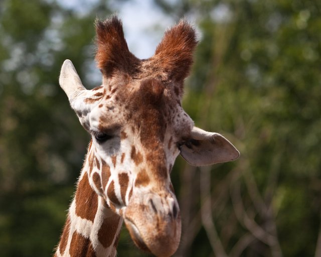 Sad Giraffe.jpg
