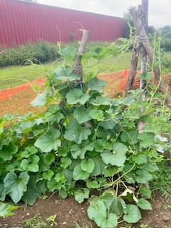 7.25gourd.jpg