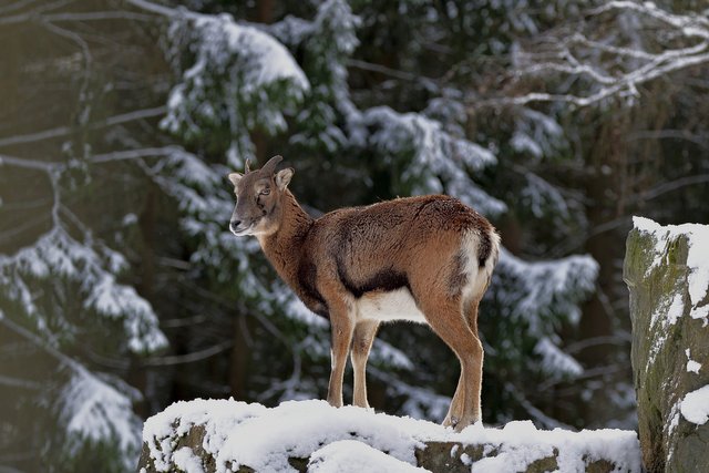 mouflon-7781276_1920.jpg