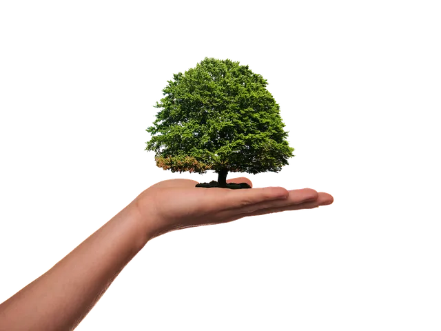 plant-3751683_1280.webp
