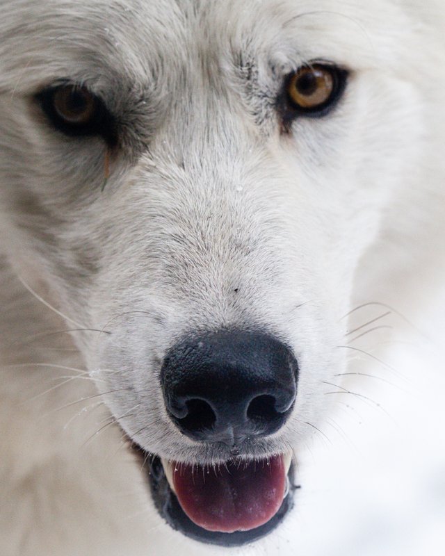 Happy Wolf Nose.jpg
