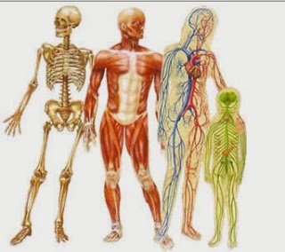 human+body.jpg