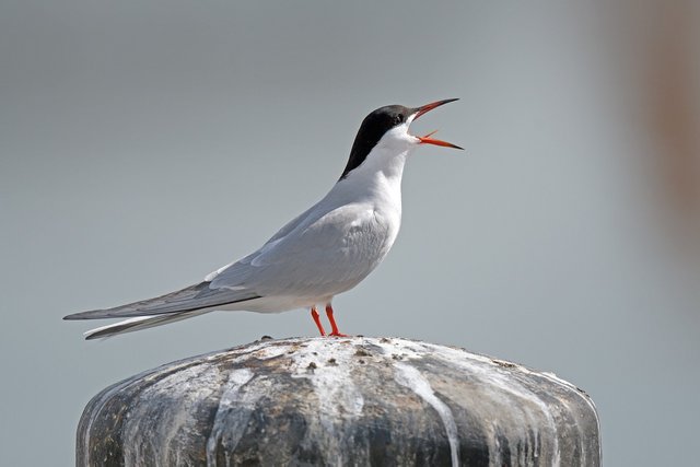 tern-6178544_1280.jpg