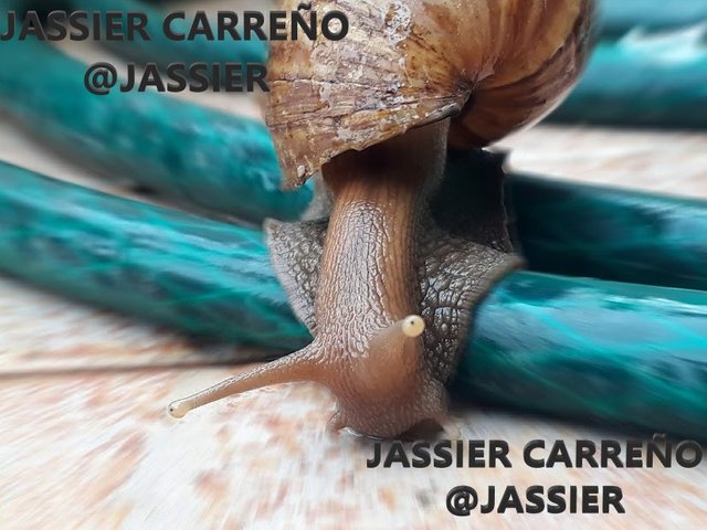 JASSIER CARREÑO STEEMIT.jpg