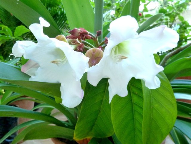 beaumontia-multiflora-flYG.jpg