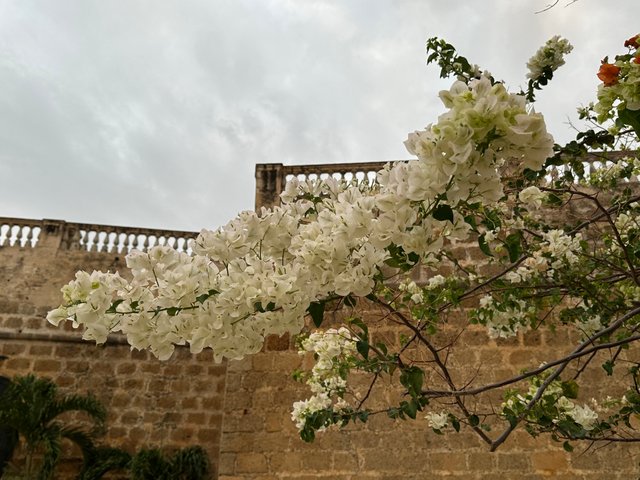 IMG_5638.jpeg
