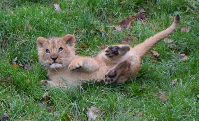 loewenbaby-gaia-zoo-niederlande-910b164d-a202-4491-b18e-3a9c831572bf.jpg