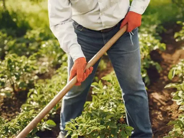 farmer-raking-ground-in-field.webp