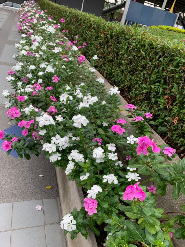 gardening1.jpg