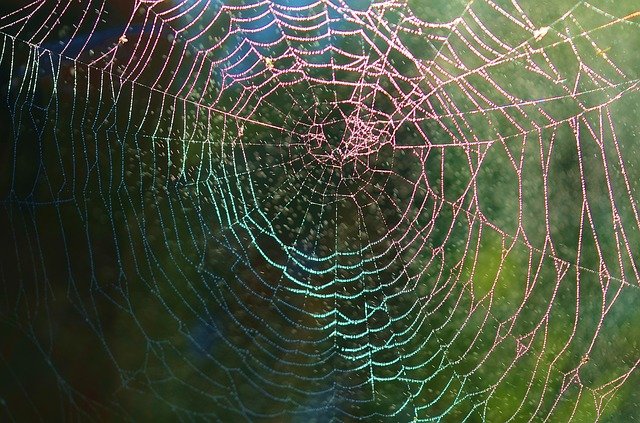 spider-web-615272_640.jpg