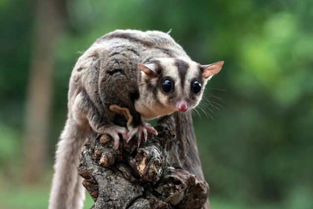 cute-face-sugar-glider-wood-sugar-glider-closeup-sugar-glider-climbing-wood_488145-3507.jpg