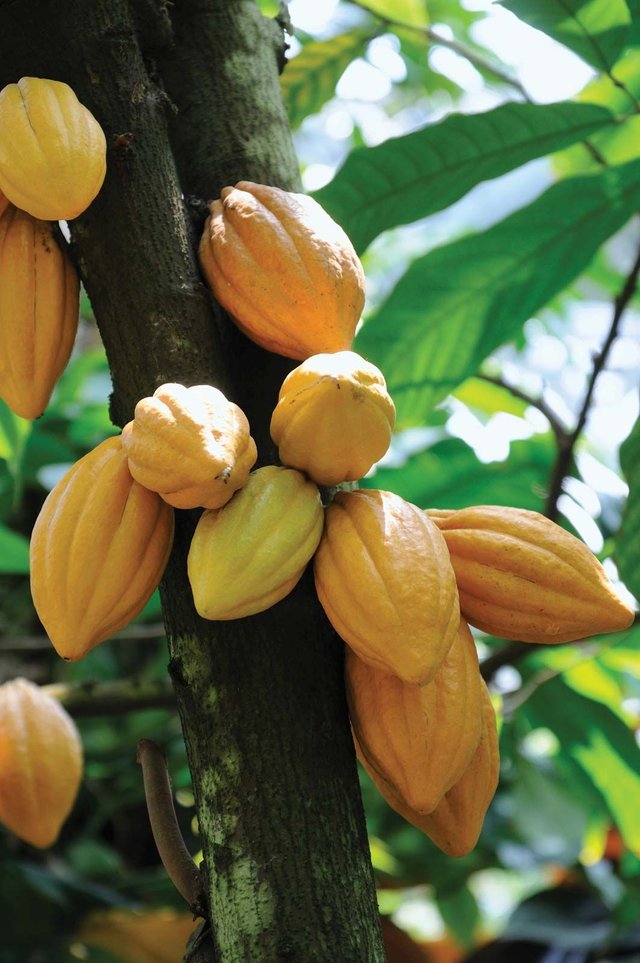 Fruits-trunk-cacao-tree.jpg