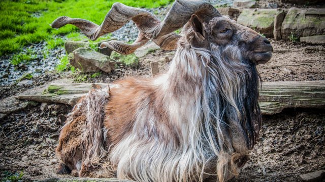 Markhor (1).jpg