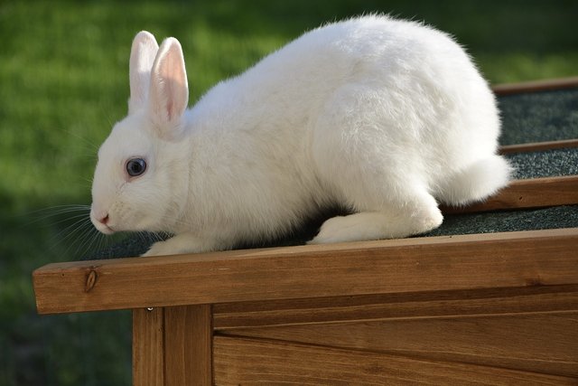 rabbit-7725748_1280.jpg