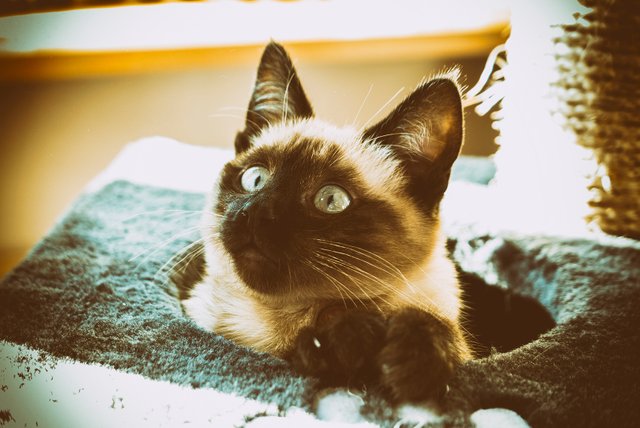 Siamese cat.jpg