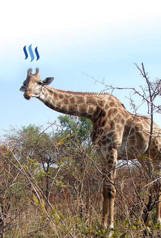 giraffe---steemit.jpg