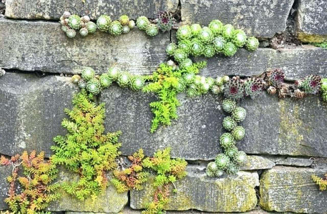 plant-growing-on-wall-benefits-of-selecting-media-for-your-living-wallpaper-plants-that-grow-walls-best-to-wal.jpg