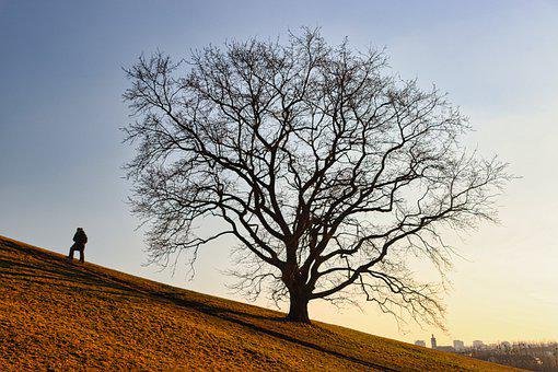 Hill-Tree-Nature.jpg