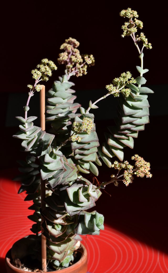 crassula perforata flowers 4.jpg