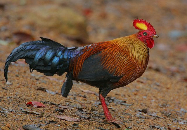 1024px-Flickr_-_Rainbirder_-_Ceylon_Junglefowl_(Gallus_lafayetii)_Male.jpg