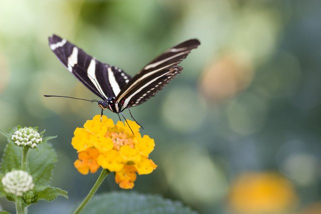 Beautiful Zebra Butterfly (4).jpg