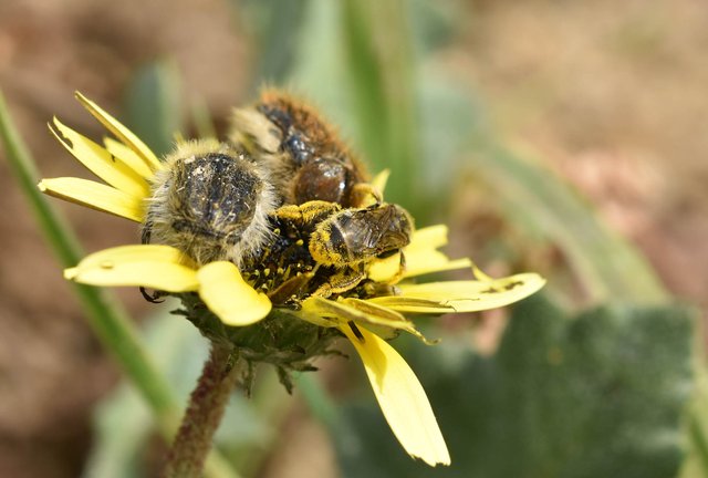 bugs yellow daisy 5.jpg