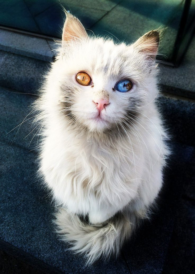 29 Of The Most Beautiful Cats In The World.png