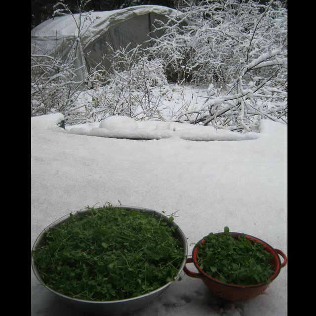 last harvest of chickweed greens on snowy hottub by snow covered greenhouse and garden.JPG