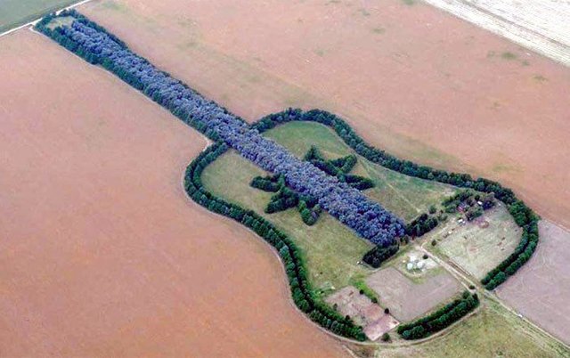 guitar forest.jpg