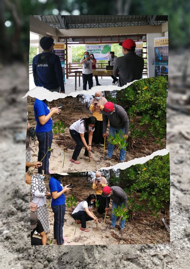 Demonstrationon how to plant the mangrove propagule.jpg