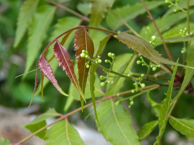 green-shades-in-nature-4993507_1280.jpg