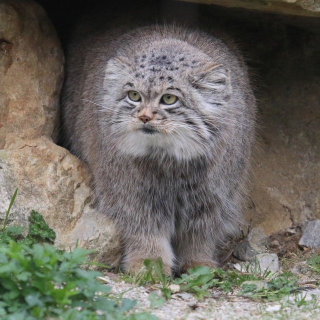 manul9.jpg