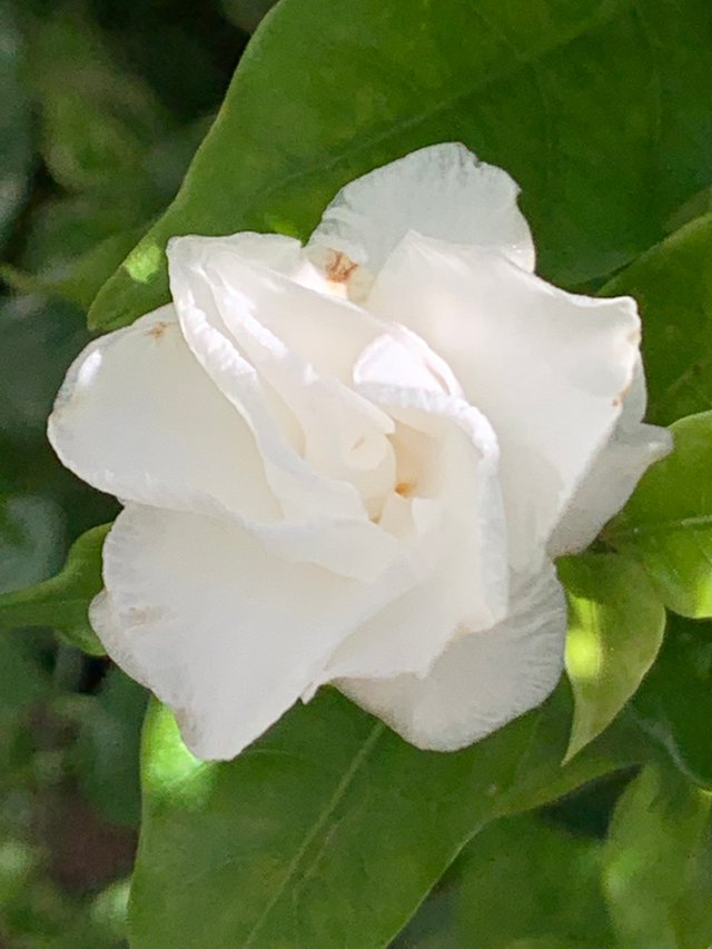 flower114.jpg
