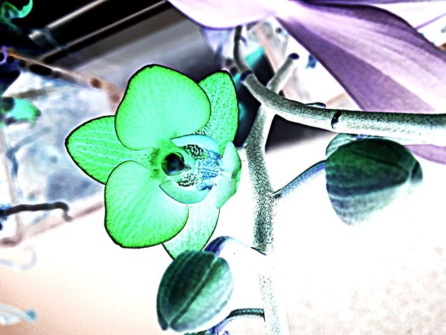 IMG2530negativeart.jpg