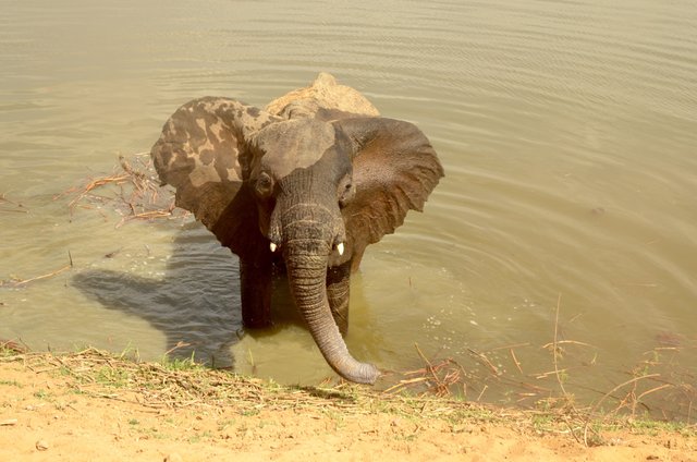 2.21 Poaching,Female elephant injured by poachers into right leg, Arthur, Chad, 2017.jpg
