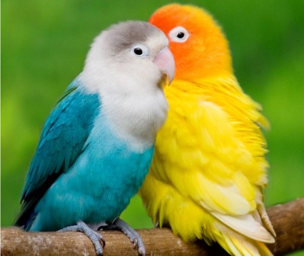 12-Fun-Facts-about-Love-Birds2.jpg