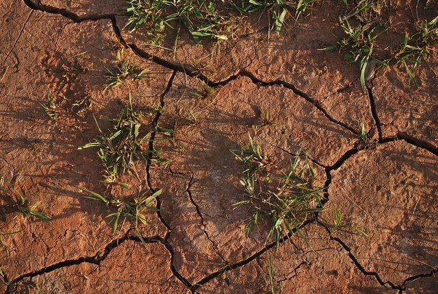 soil-15540_960_720.jpg