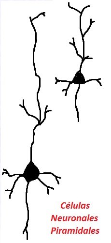Células neuronales piramidales.jpg