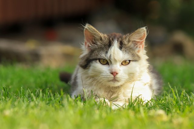 cat-9125207_1280.jpg