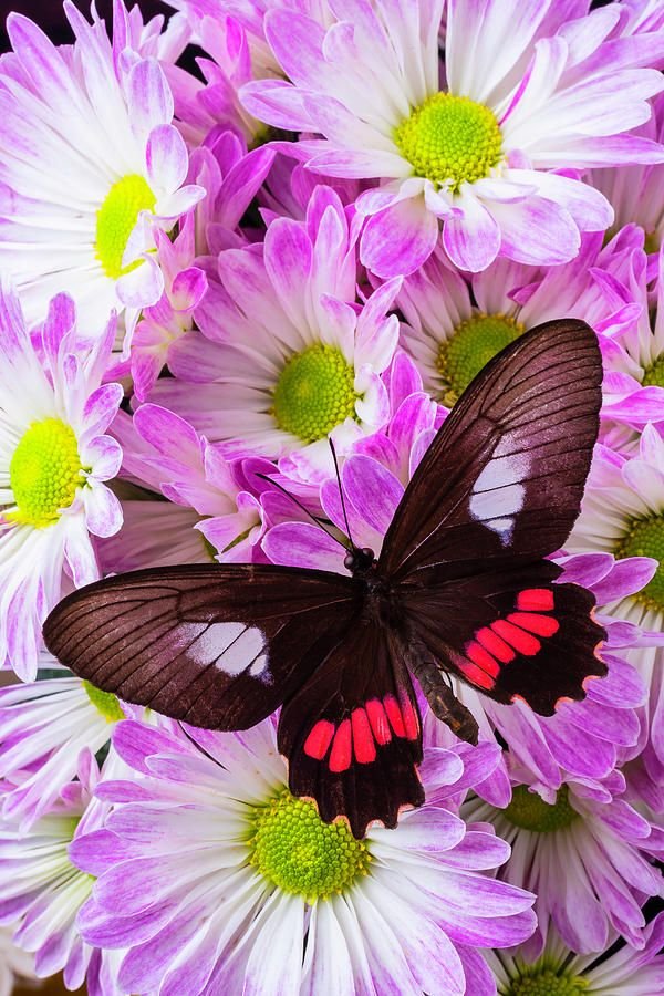 Butterfly On Poms by Garry Gay.jpeg