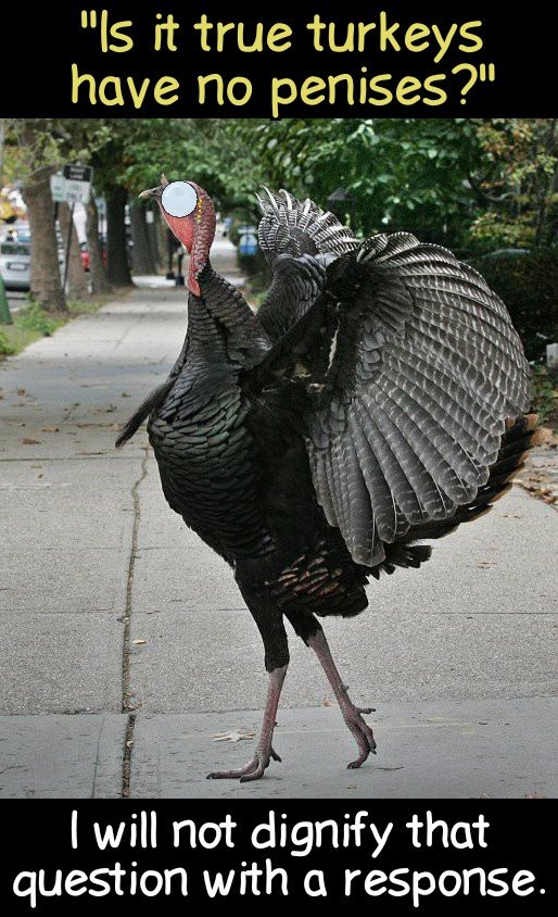 turkey_about_town.jpg