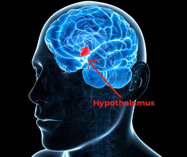 hypothalamus-1671338649904.png