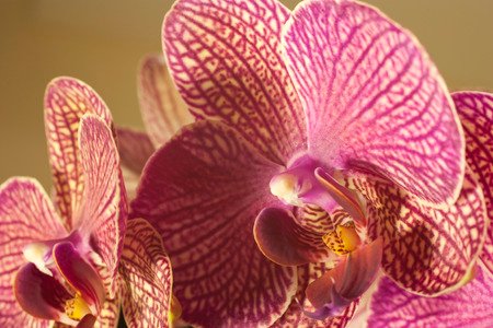 29646186-phalaenopsis-orchid-flower-scientific-name.jpg